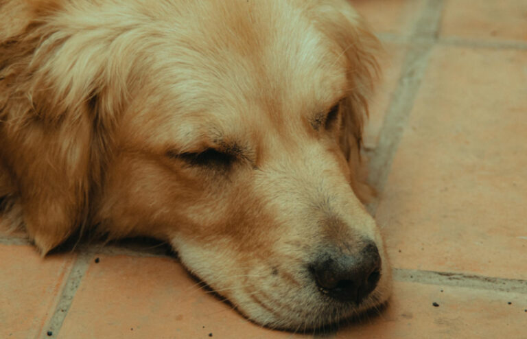 Qual a importância do acompanhamento profissional para animais domésticos